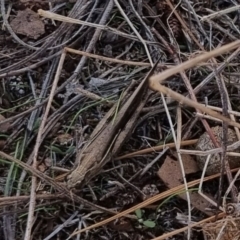 Schizobothrus flavovittatus at QPRC LGA - suppressed