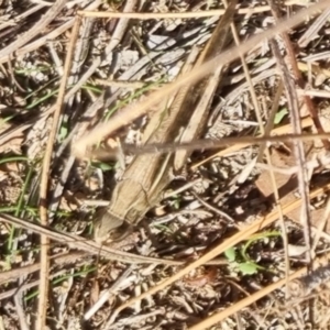 Schizobothrus flavovittatus at QPRC LGA - 21 Apr 2024