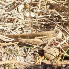 Schizobothrus flavovittatus at QPRC LGA - suppressed