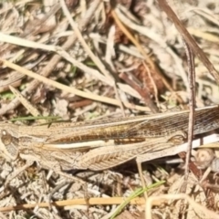 Schizobothrus flavovittatus at QPRC LGA - 21 Apr 2024