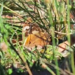 Heteronympha merope (Common Brown Butterfly) at Symonston, ACT - 21 Apr 2024 by RodDeb