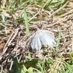 Utetheisa pulchelloides at QPRC LGA - 21 Apr 2024