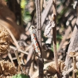 Utetheisa pulchelloides at QPRC LGA - 21 Apr 2024