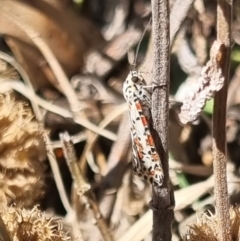 Utetheisa pulchelloides at QPRC LGA - suppressed