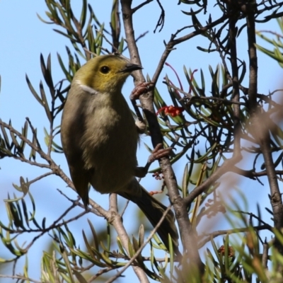 Ptilotula penicillata (White-plumed Honeyeater) at Symonston, ACT - 21 Apr 2024 by RodDeb