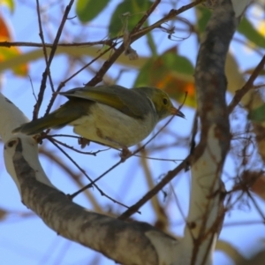 Ptilotula penicillata at Symonston, ACT - 21 Apr 2024