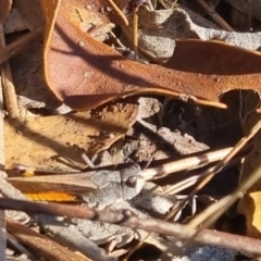 Unidentified Grasshopper (several families) at Bungendore, NSW - 21 Apr 2024 by clarehoneydove