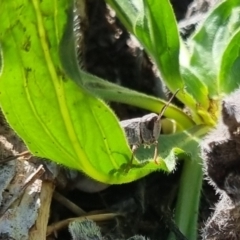 Cryptobothrus chrysophorus at QPRC LGA - suppressed