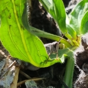 Cryptobothrus chrysophorus at QPRC LGA - 21 Apr 2024