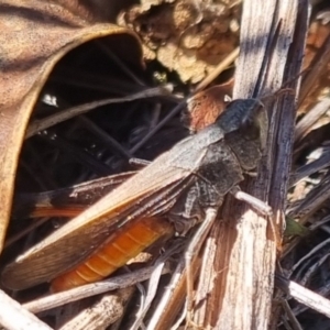 Cryptobothrus chrysophorus at QPRC LGA - suppressed