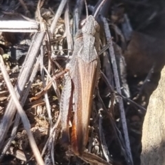 Cryptobothrus chrysophorus at QPRC LGA - suppressed