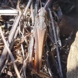 Cryptobothrus chrysophorus at QPRC LGA - suppressed