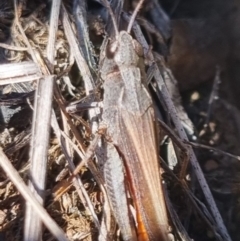 Cryptobothrus chrysophorus at QPRC LGA - 21 Apr 2024