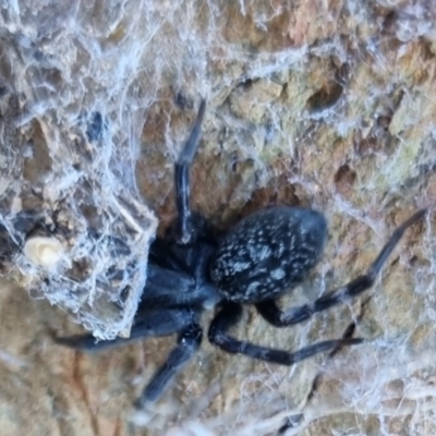 Badumna (genus) (Lattice-web spider) at QPRC LGA - 21 Apr 2024 by clarehoneydove