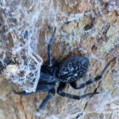 Badumna sp. (genus) (Lattice-web spider) at suppressed - 21 Apr 2024 by clarehoneydove