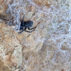 Badumna sp. (genus) at QPRC LGA - suppressed