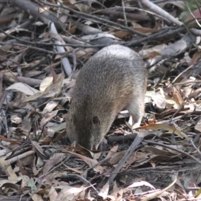 Isoodon obesulus obesulus (Southern Brown Bandicoot) at Kambah, ACT - 20 Apr 2024 by HappyWanderer