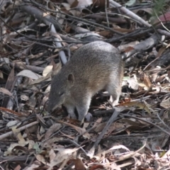 Isoodon obesulus obesulus at Tidbinbilla Nature Reserve - 20 Apr 2024