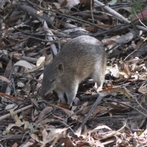 Isoodon obesulus obesulus at Tidbinbilla Nature Reserve - 20 Apr 2024