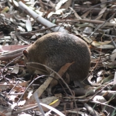 Isoodon obesulus obesulus at Tidbinbilla Nature Reserve - 20 Apr 2024