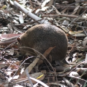 Isoodon obesulus obesulus at Tidbinbilla Nature Reserve - 20 Apr 2024 02:19 PM