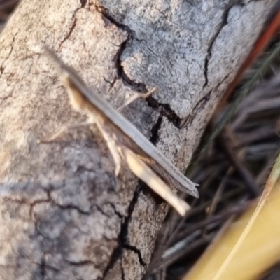 Keyacris scurra (Key's Matchstick Grasshopper) at Bungendore, NSW - 20 Apr 2024 by clarehoneydove