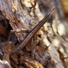 Keyacris scurra (Key's Matchstick Grasshopper) at QPRC LGA - 20 Apr 2024 by clarehoneydove