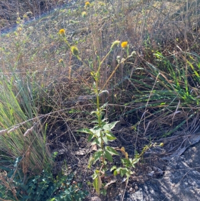 Bidens pilosa (Cobbler's Pegs, Farmer's Friend) at Jerrabomberra, NSW - 21 Apr 2024 by SteveBorkowskis