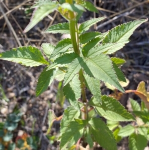 Bidens pilosa at QPRC LGA - 21 Apr 2024 03:22 PM