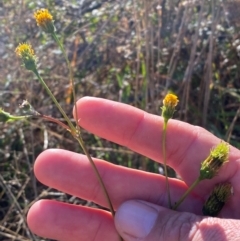 Bidens pilosa at QPRC LGA - 21 Apr 2024