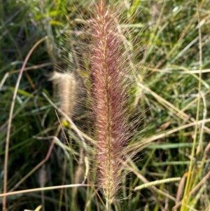 Cenchrus purpurascens at Jerrabomberra Creek - 21 Apr 2024 03:24 PM