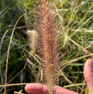 Cenchrus purpurascens at Jerrabomberra Creek - 21 Apr 2024