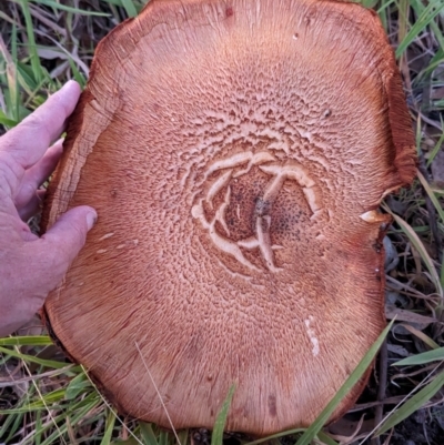 Unidentified Cap on a stem; gills below cap [mushrooms or mushroom-like] at Kambah, ACT - 20 Apr 2024 by HelenCross