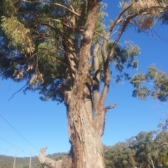 Eucalyptus bridgesiana (Apple Box) at Watson, ACT - 21 Apr 2024 by AdrianM
