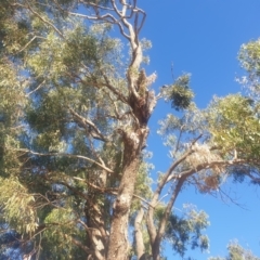 Eucalyptus bridgesiana at Watson, ACT - 21 Apr 2024