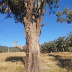 Eucalyptus bridgesiana at Watson, ACT - 21 Apr 2024 03:39 PM