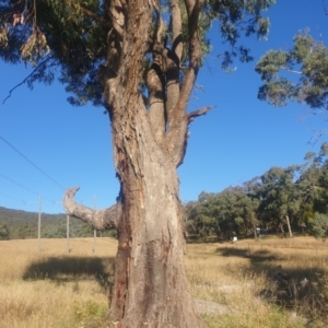 Eucalyptus bridgesiana at Watson, ACT - 21 Apr 2024
