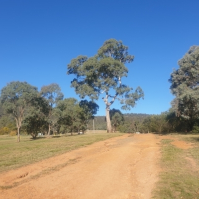 Eucalyptus melliodora (Yellow Box) at Watson, ACT - 21 Apr 2024 by AdrianM