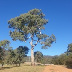 Eucalyptus melliodora at Watson Green Space - 21 Apr 2024