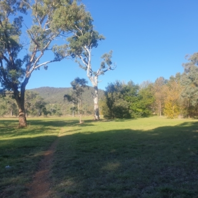 Eucalyptus melliodora (Yellow Box) at Watson, ACT - 21 Apr 2024 by AdrianM