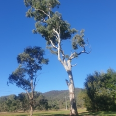 Eucalyptus melliodora at Watson Green Space - 21 Apr 2024