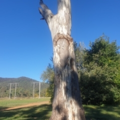 Eucalyptus melliodora at Watson Green Space - 21 Apr 2024 03:27 PM