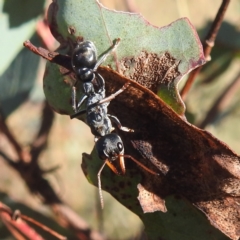 Myrmecia sp., pilosula-group (Jack jumper) at Mcleods Creek Res (Gundaroo) - 21 Apr 2024 by HelenCross