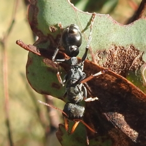 Myrmecia sp., pilosula-group at Mcleods Creek Res (Gundaroo) - 21 Apr 2024