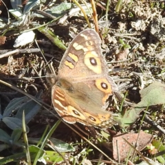 Junonia villida (Meadow Argus) at Gundaroo, NSW - 20 Apr 2024 by HelenCross