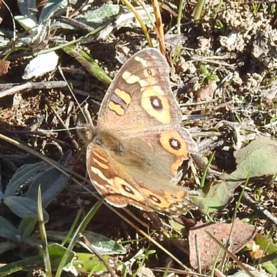 Junonia villida (Meadow Argus) at Gundaroo, NSW - 20 Apr 2024 by HelenCross