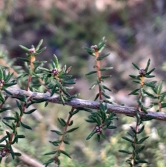 Dillwynia phylicoides (A Parrot-pea) at Black Mountain - 21 Apr 2024 by Venture