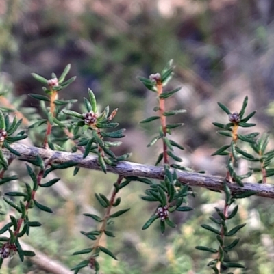 Dillwynia phylicoides (A Parrot-pea) at Acton, ACT - 21 Apr 2024 by Venture