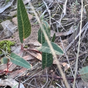 Hardenbergia violacea at Black Mountain - 21 Apr 2024