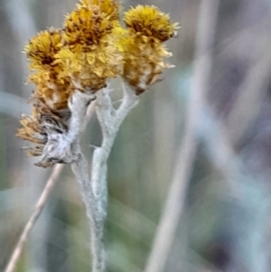 Chrysocephalum apiculatum at Black Mountain - 21 Apr 2024 03:06 PM